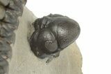 Crotalocephalina Trilobite With Reedops - Atchana, Morocco #204072-6